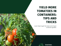 Container-friendly tomato varieties