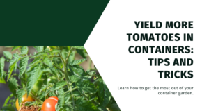 Container-friendly tomato varieties