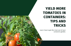 Container-friendly tomato varieties