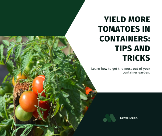 Container-friendly tomato varieties