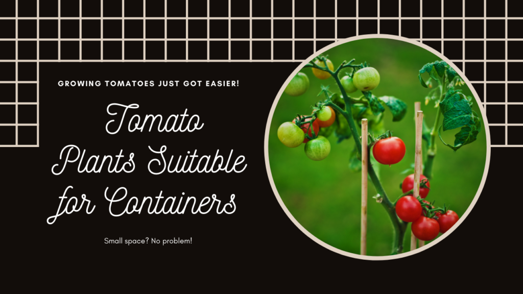Tomato plants suitable for containers
