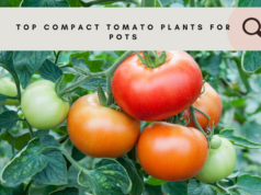 Top compact tomato plants for pots