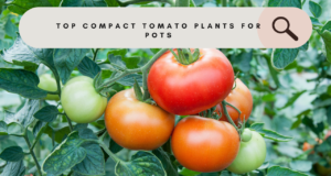 Top compact tomato plants for pots