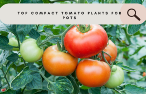 Top compact tomato plants for pots