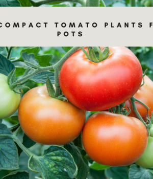 Top compact tomato plants for pots