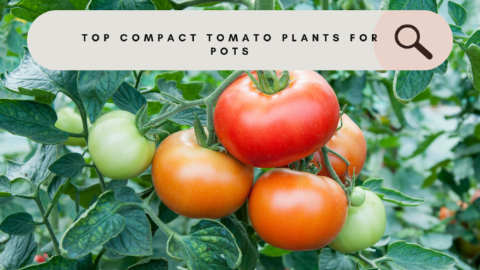 Top Compact Tomato Plants For Pots Top compact tomato plants for pots