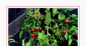 Top container tomato varieties