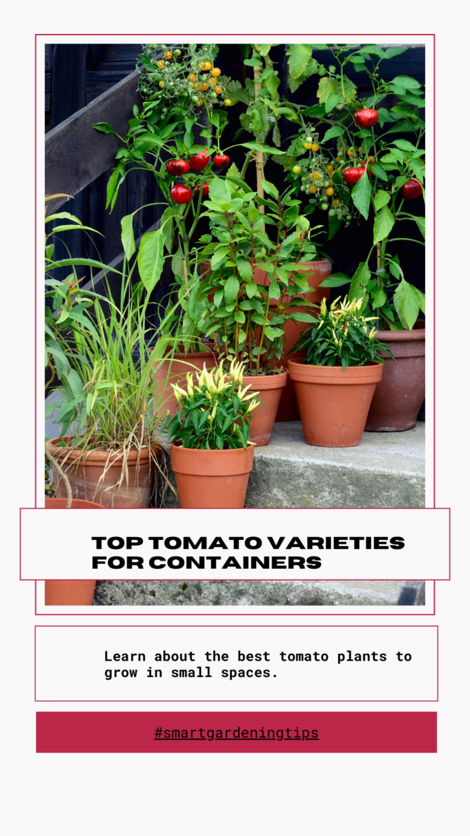 Top container tomato varieties