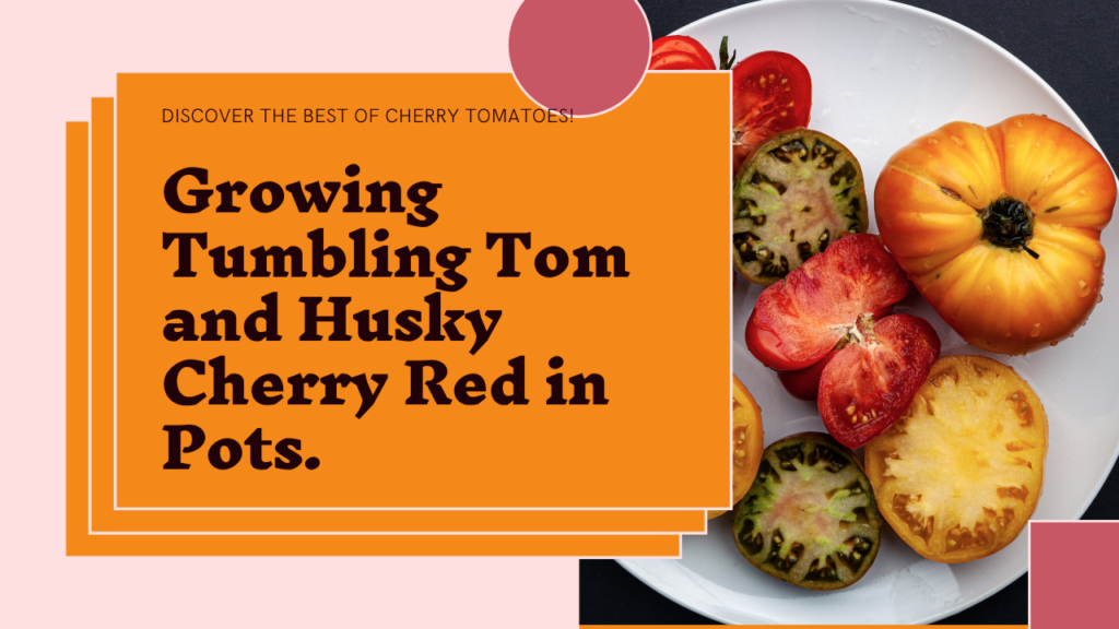 Best container tomato varieties
