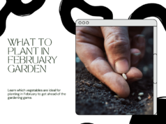 What to plant in February garden