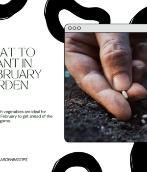What to plant in February garden