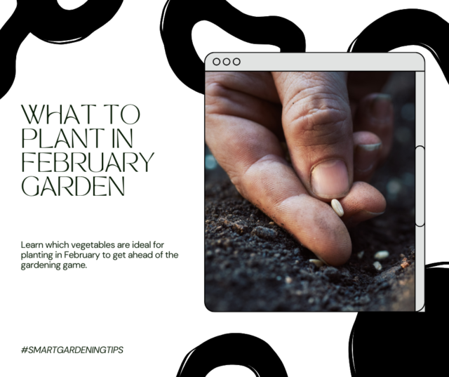 What to plant in February garden