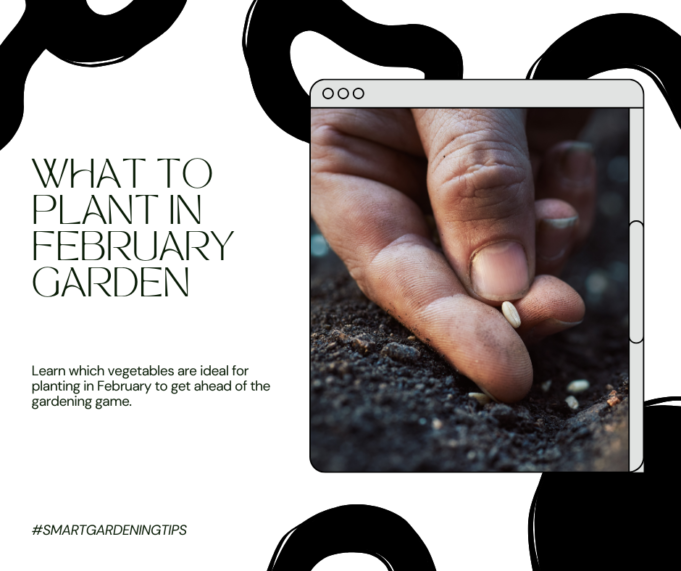 What To Plant In February Garden What to plant in February garden