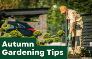 Autumn gardening tips