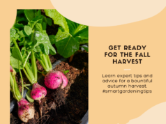 Autumn harvesting advice