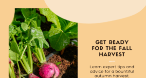 Autumn harvesting advice