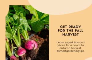 Autumn harvesting advice