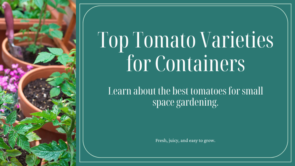 Best container tomato varieties
