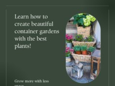 Best plants for container gardening