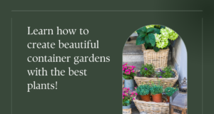 Best plants for container gardening