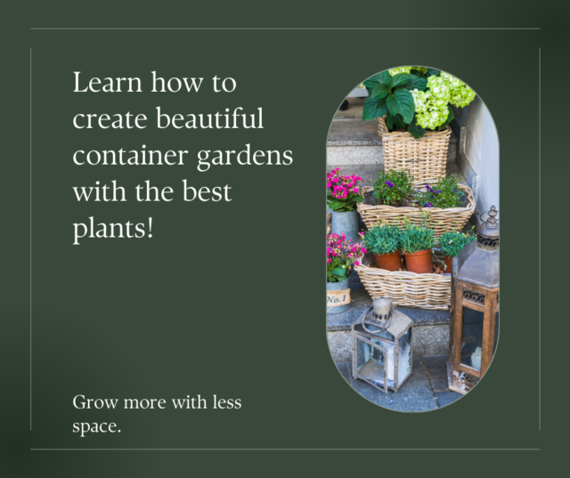 Best plants for container gardening