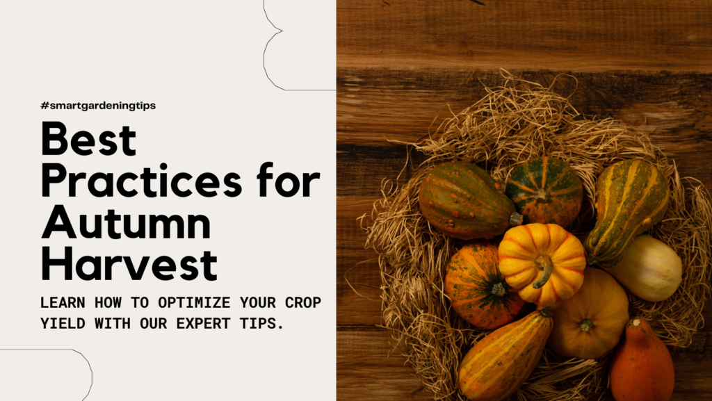 Best practices for autumn harvest
