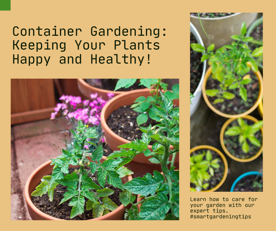 Best plants for container gardening
