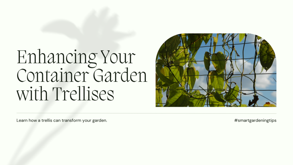 Learn how a trellis can transform your garden.