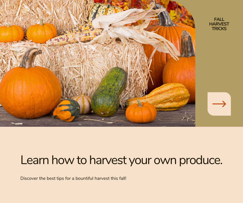 Fall harvest tricks
