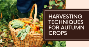 Harvesting techniques for autumn crops