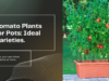 Ideal tomato plants for pots