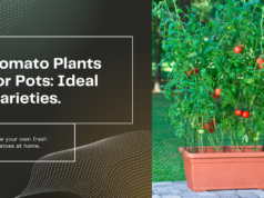 Ideal tomato plants for pots