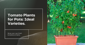 Ideal tomato plants for pots