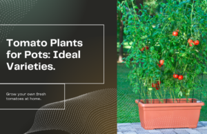 Ideal tomato plants for pots