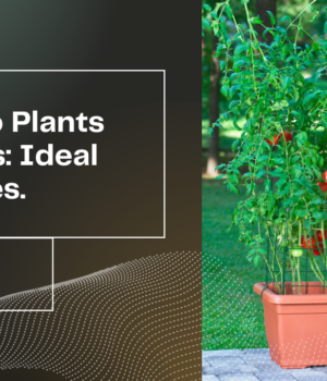 Ideal tomato plants for pots