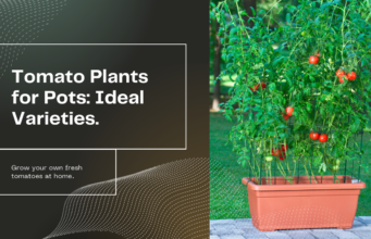 Ideal tomato plants for pots