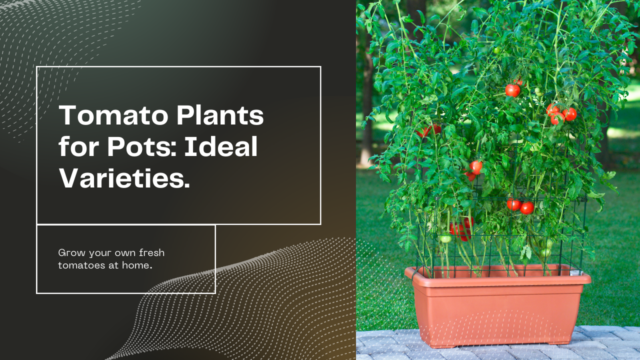 Ideal tomato plants for pots