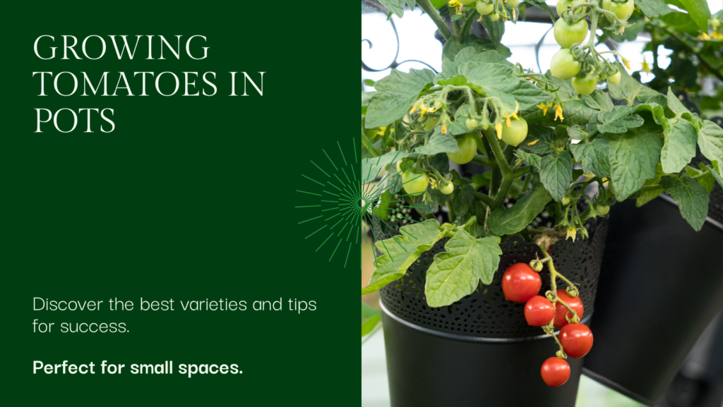 Ideal tomato plants for pots
