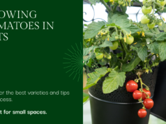 Tomato plants suitable for containers