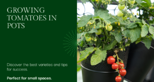 Tomato plants suitable for containers