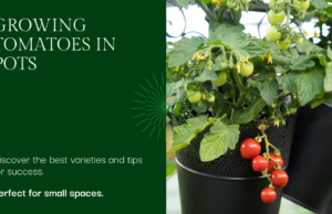 Tomato plants suitable for containers