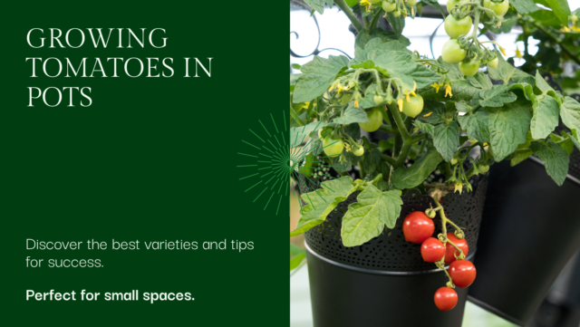 Tomato plants suitable for containers