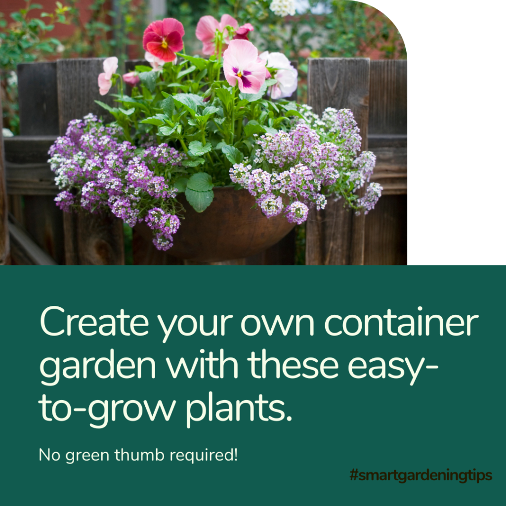 Container gardening for beginners
