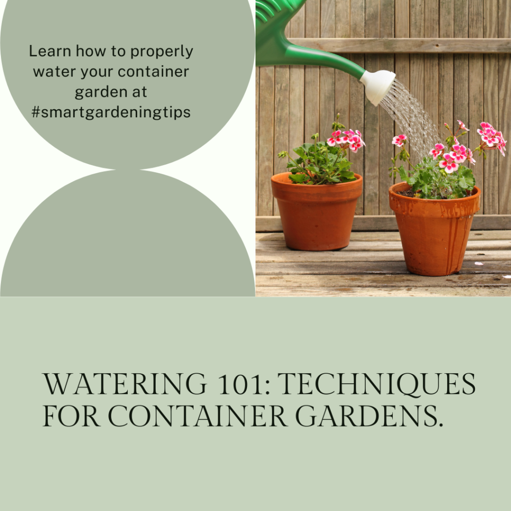 Watering and feeding tips for potted plants