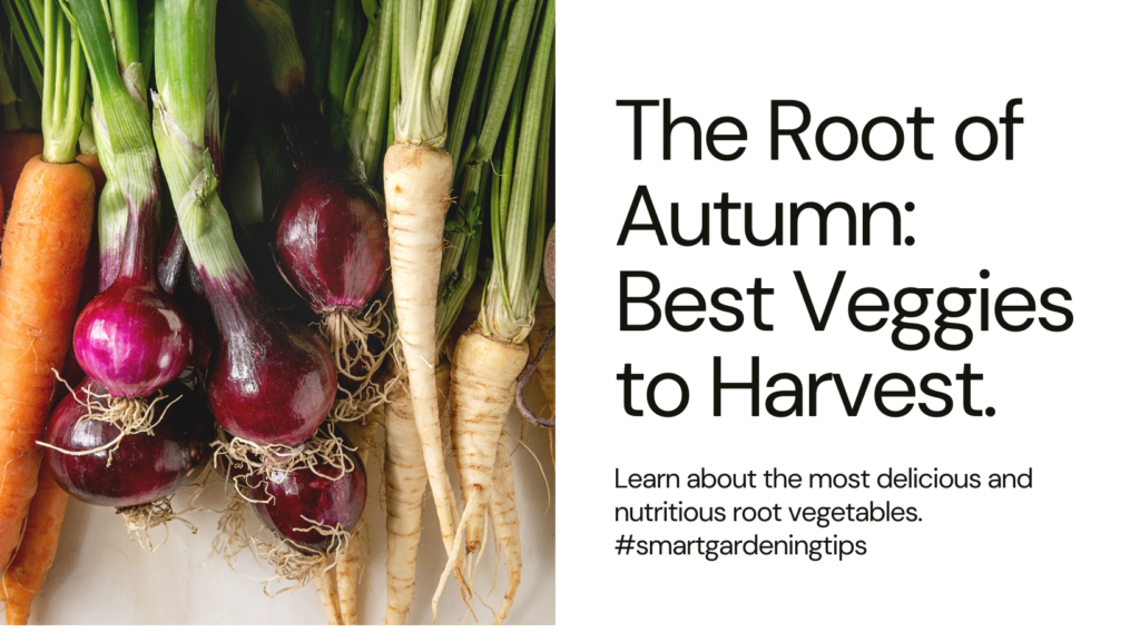 Autumn crop harvest suggestions
