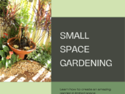 Small space gardening ideas