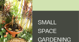 Small space gardening ideas