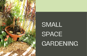 Small space gardening ideas