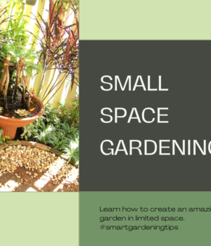 Small space gardening ideas