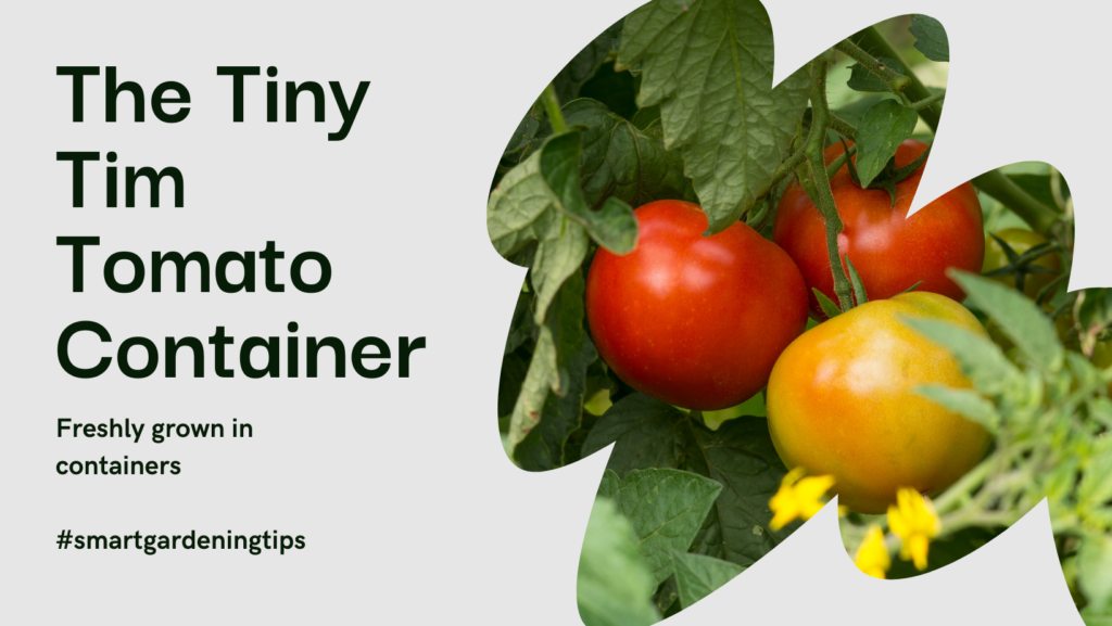 Top container tomato varieties
